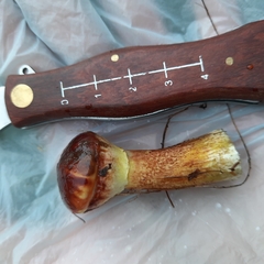 Suillus clintonianus