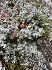 Cladonia squamosa