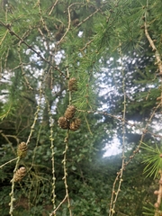 Larix