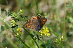 Lycaena alciphron