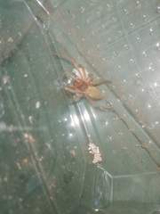 Cheiracanthium punctorium