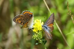 Lycaena alciphron