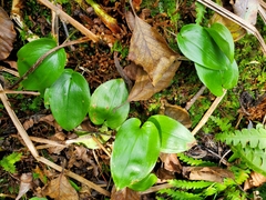 Maianthemum canadense