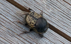 Onthophagus nuchicornis