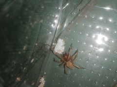 Cheiracanthium punctorium