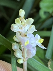 Liriope
