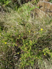 Ursinia