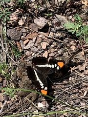 Adelpha eulalia