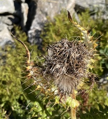 Cirsium spinosissimum