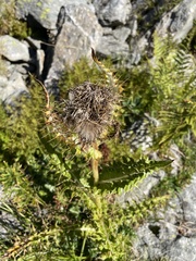 Cirsium spinosissimum