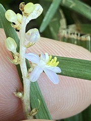 Liriope