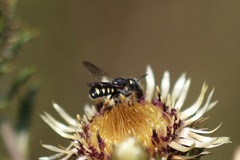 Pseudoanthidium nanum