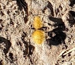 Dasymutilla coccineohirta