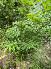 Wisteria floribunda