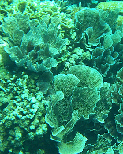 Echinopora lamellosa (Echinopora lamellosa)