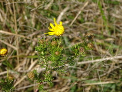 Ursinia