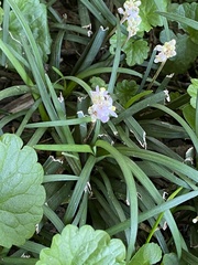 Liriope