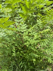 Wisteria floribunda
