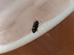 Glischrochilus quadrisignatus