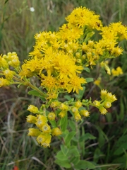Solidago rigida