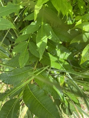 Wisteria floribunda