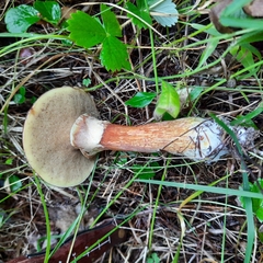 Suillus clintonianus