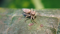 Phintella bifurcilinea