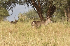 Kobus ellipsiprymnus