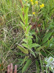 Solidago rigida
