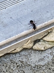 Dolichoderus plagiatus