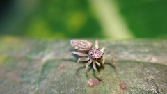 Phintella bifurcilinea