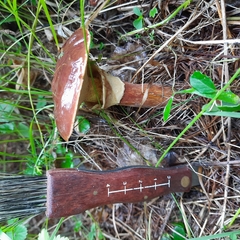 Suillus clintonianus