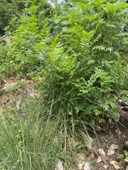 Wisteria floribunda