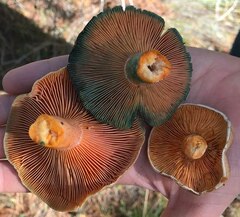 Lactarius deliciosus