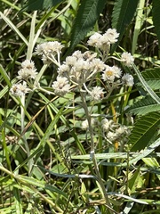 Anaphalis margaritacea