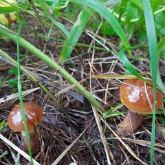 Suillus grevillei