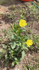 Oenothera