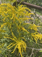 Solidago juncea