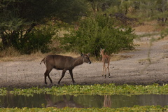 Kobus ellipsiprymnus