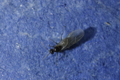 Lasius fuliginosus