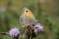 Hyponephele lycaon