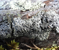 Parmeliopsis hyperopta