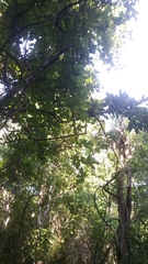 Ibervillea hypoleuca