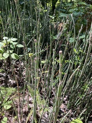 Equisetum hyemale
