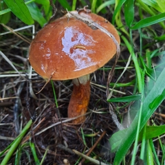 Suillus grevillei