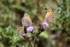 Hyponephele lycaon
