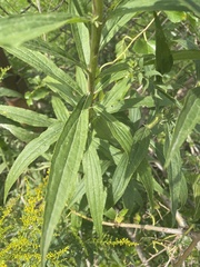 Solidago juncea