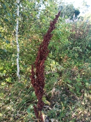 Rumex acetosa