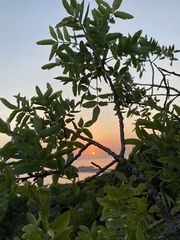 Pistacia atlantica mutica