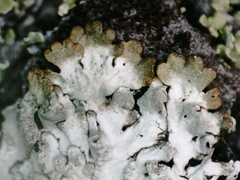 Parmeliopsis hyperopta